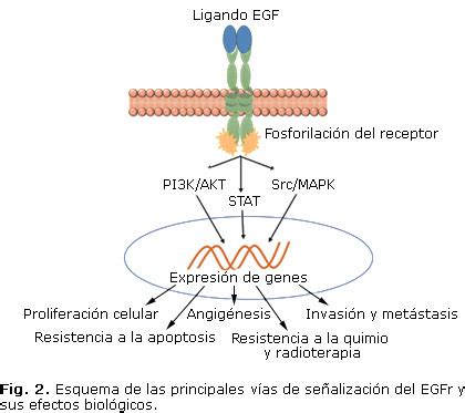 Expresi N Del Receptor De Factor De Crecimiento Epid Rmico En C Ncer De