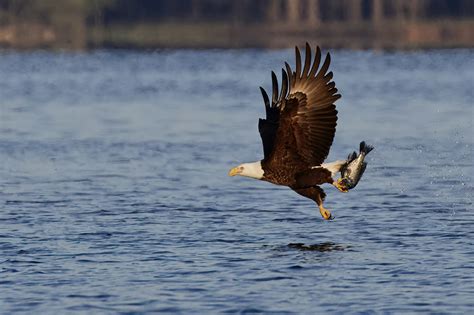Birds of a Feather: Generations of Bald Eagles Call Jordan Lake Home