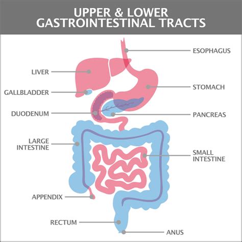 What S The Difference In Upper Gi Issues Versus Lower Gi Issues