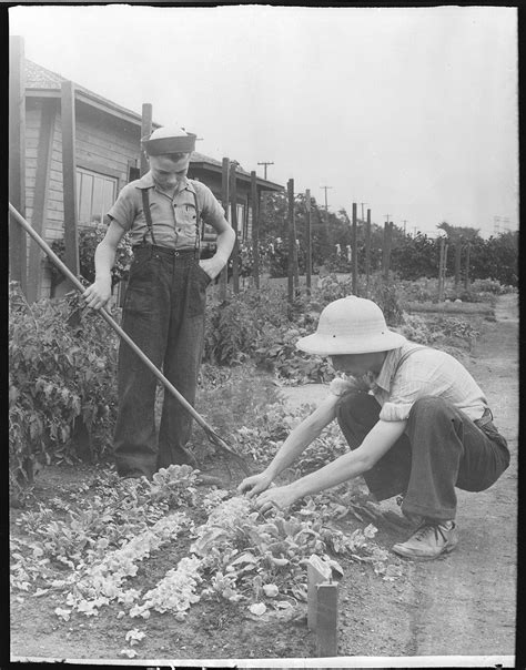 Victory gardens of wwii are making a comeback in urban areas 32