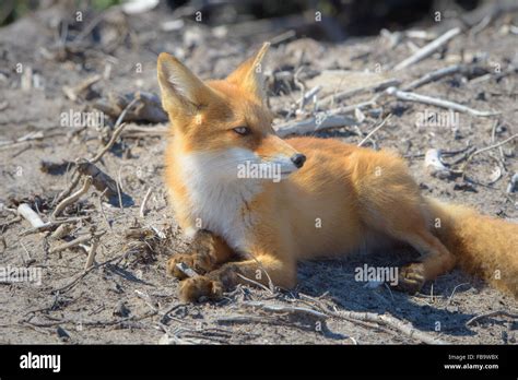 Fox Nature And Wildlife Of The Northern Part Of Sakhalin Island