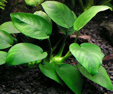 Anubias Barteri Plant Care: Types, Propagation, Size