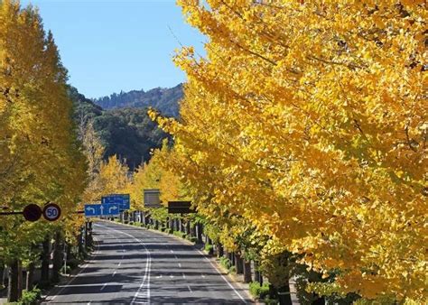 [東京八王子]高尾山周邊必去的推薦景點5選 Live Japan 日本旅遊 ‧文化體驗導覽