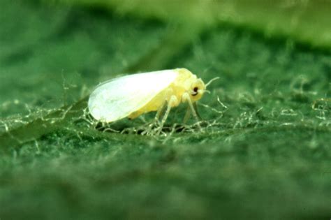 Whitefly Infestations Miami | Blaum Landscaping