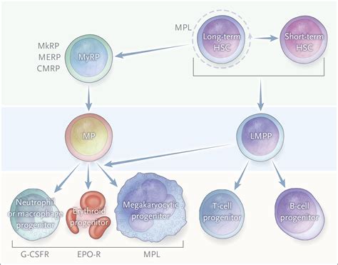 Myeloproliferative Neoplasms Nejm