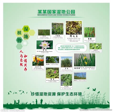 湿地植物设计图__海报设计_广告设计_设计图库_昵图网