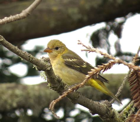 Western Tanager | Audubon Field Guide