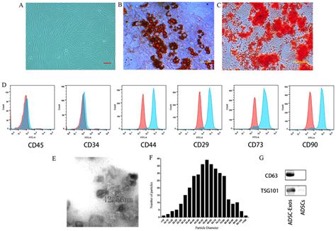 Characterization Of The Human ADSCs And ADSC Exos A ADSCs Exhibited