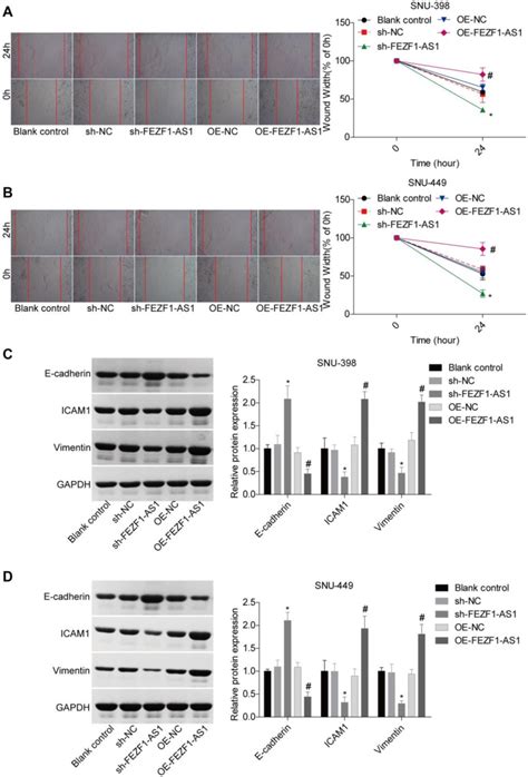 Fezf1 As1 Promoted The Migration And Emt Of Hcc Cells A B Wound