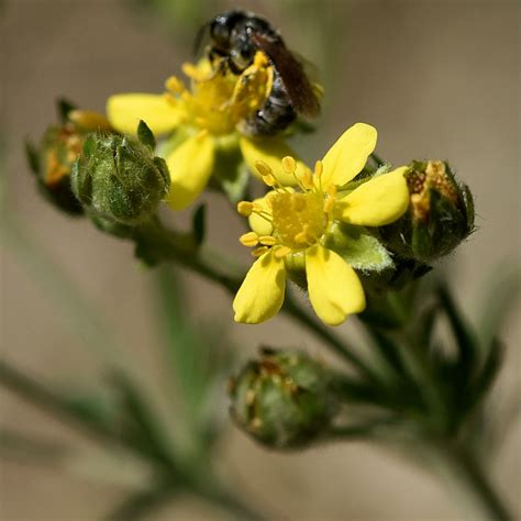 Silber Fingerkraut Potentilla Argentea Ngid Flickr