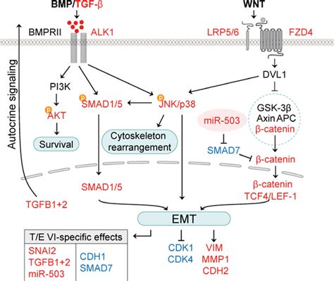 Working Model For Te Induced Effects On Bmptgf β And Wntβ Catenin