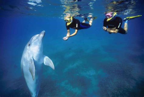 Swimming With Dolphins In Eilat Israel Israel Travel Secrets