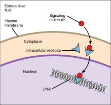 11.1 Ligands and Receptors – College Biology I 