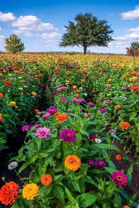 Pin Di Roberto Santana Su Naturezas Em Plantas