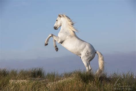 posing stallion camargue france mike wardynski photography