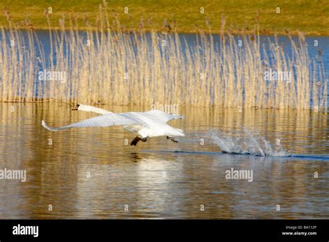 Swan Taking Off Stock Photo Alamy