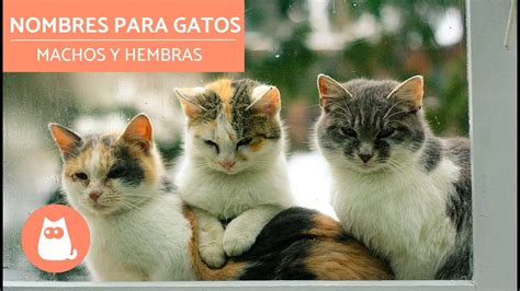 Nombres Nicos Para Tu Gata Negra Encuentra Inspiraci N Aqu