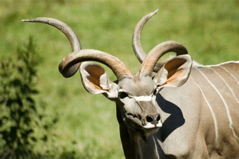 Greater Kudu Facts - CRITTERFACTS