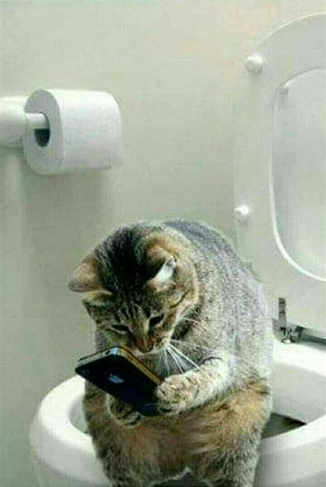 Funny Cat Using A Phone In Toilet Cat Memes Funny Cats Funny Cat Memes