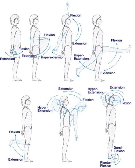 Hyperextension Anatomy