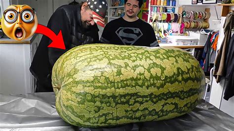 Biggest Watermelon In The World Amazing Moments Caught On Camera