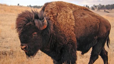 A Celebration Of Heritage Native Americans Bison And The Great Plains