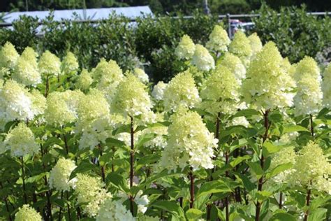 Hydrangea Limelight ‘prime® Wilsons Garden Center