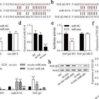 circ 0001293 sponges miR 8114 and miR 8114 targets TGF β2 a Schematic