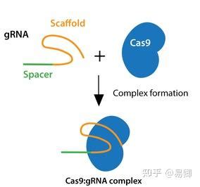 小白快速上手CRISPR KO系统的构建 知乎