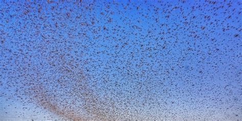 Huge Locust Swarms Hit India East Africa Amid Coronavirus Pandemic