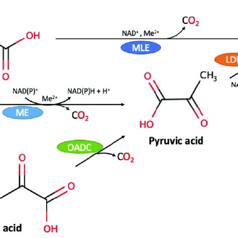 Possible Biochemical Routes Responsible For The Decarboxylation Of