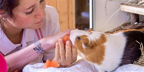 Tierische Therapeuten helfen im Heilungsprozess Universität Basel