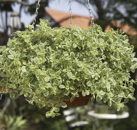 Oregano Variegated Sweet Valley By Jolly Farmer