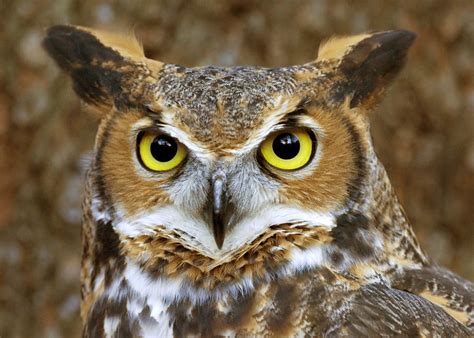 12 Mysterious Facts About Owls ⋆ Mysterious Facts