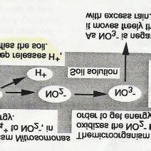 2-Nitrification process (Henry, 1999) | Download Scientific Diagram