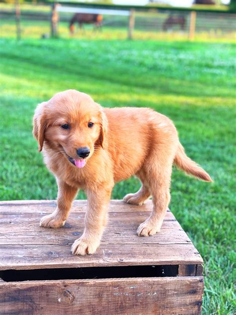 Dark Golden Retrievers | Rockvale Puppies