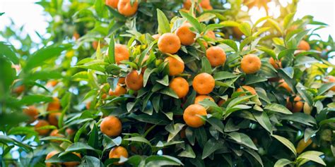 Zone 8 Fruit Trees: These Fruit Trees Thrive in Zone 8 - GFL Outdoors