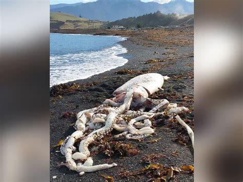 Giant Squid With 16 Feet Long Tentacles Washes Up On New Zealand Beach Abc News