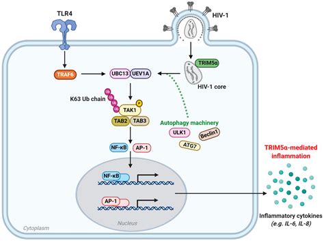 Viruses Free Full Text Human Trim Autophagy Connects Cell