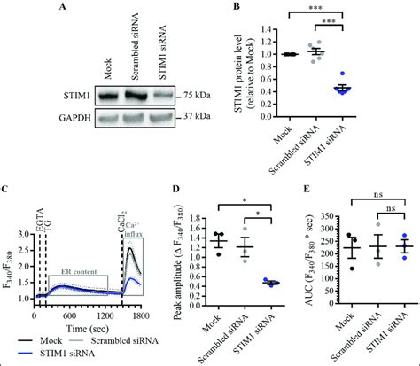 Knockdown Of STIM1 With SiRNA Inhibits SOCE Without Depleting The ER Ca