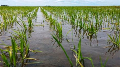 Prorrogado calendário para semeadura de arroz cultivares dos grupos