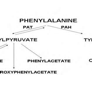 Alternative pathways of phenylalanine metabolism. | Download Scientific Diagram