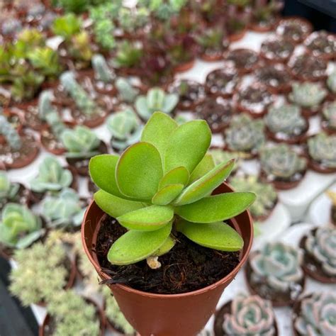 Crassula Money Maker Fonte Das Suculentas