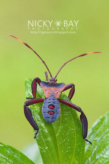 Leaf Footed Bug Life Cycle | Home and Garden Reference