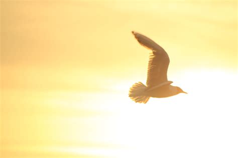 Kostenlose foto Vogel Flügel Sonne Sonnenuntergang Seevogel