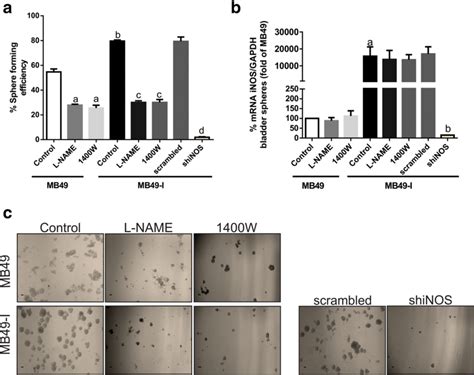 effect  pharmacology  genetic inos blocking  sphere formation