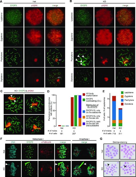 Cytological Analysis Of Trim41 Ko Spermatocytes A And B The Spread Download Scientific