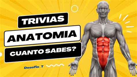 Cuánto Sabes de Anatomía Pon a Prueba tu Conocimiento YouTube