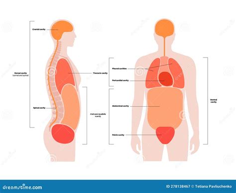 Body Cavities Poster Stock Vector Illustration Of Compartment