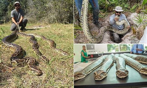 Forty Three Burmese Pythons Weighing A Combined Ton Captured In Florida Cull Daily Mail Online